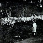 Health - herbal medicines