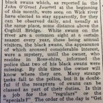 Week 108 26-sep-jog-black-swans