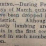 Week 79 jog 7 mar lambing