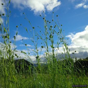 Flax growing