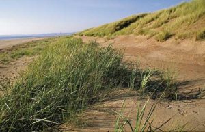 Marram grass growing in Scotland (Image credit: Scottish Natural Heritage)