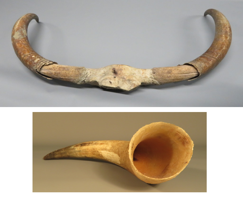 Above – KIGHF.PH.0005, a pair of horns from a Highland bull Below – KIGHF.PH.0019, an unworked horn. 
