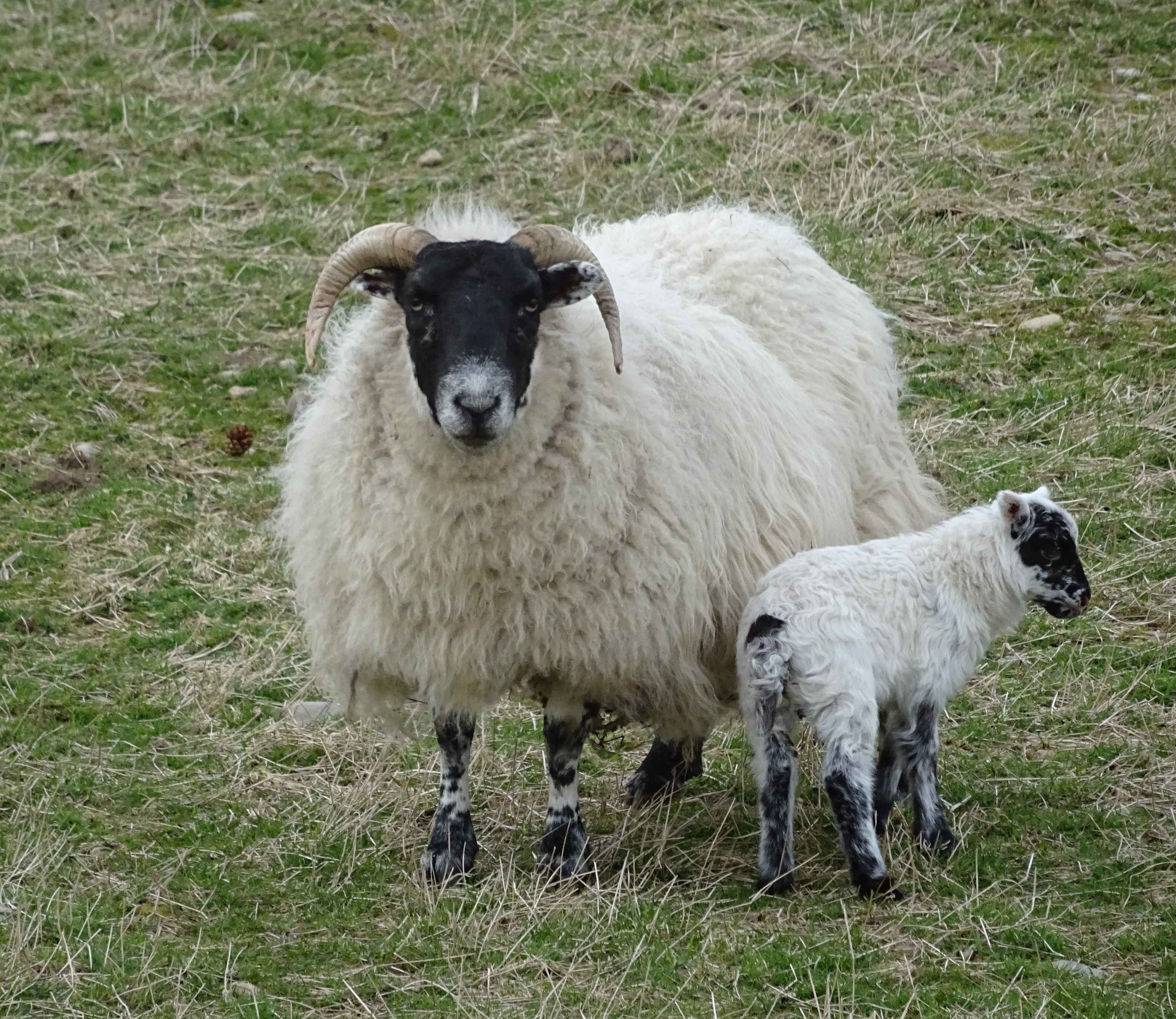 Cropped sheep and lamb - Highland Folk Museum