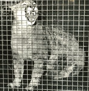 Felicity in a cage, just after capture