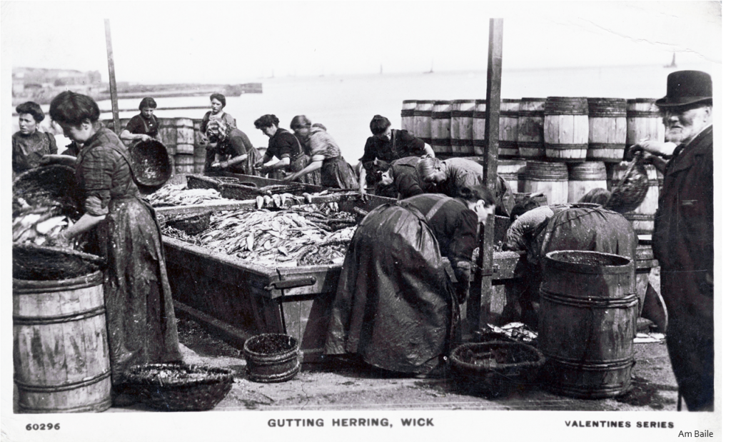 Postcard showing the herring gutters at work in Wick Harbour (Courtesy of Am Baile)