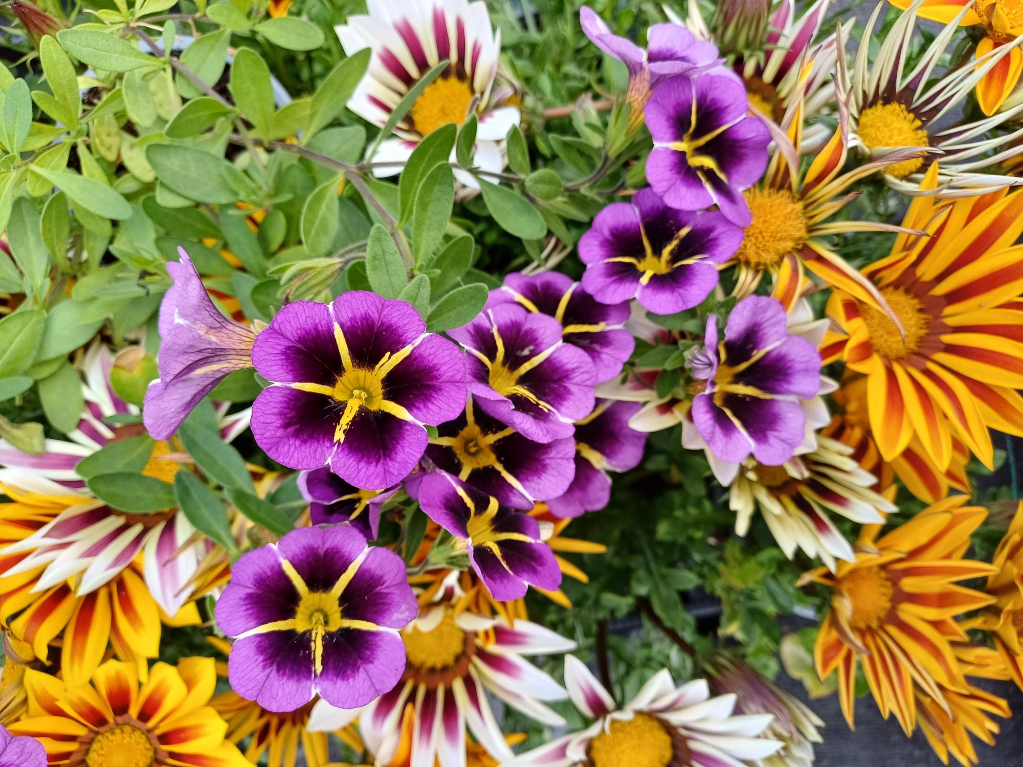 A close up of orange zinnias and purple calibrachoa for sale.