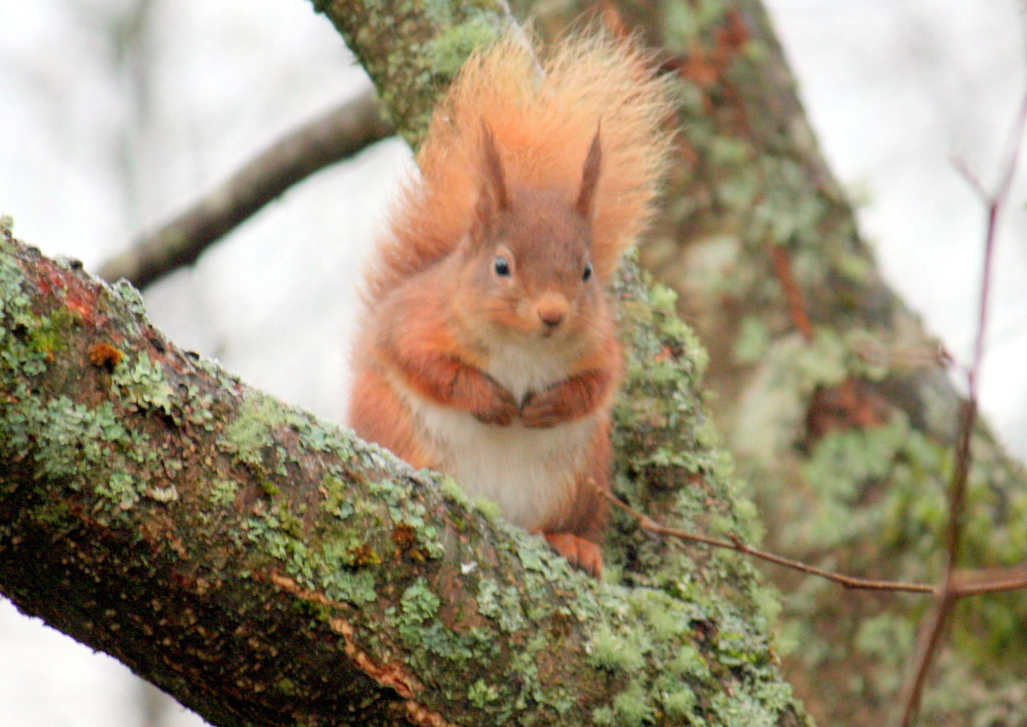 A red squirrel sitting on a lichen-covered tree branch, looking forward.