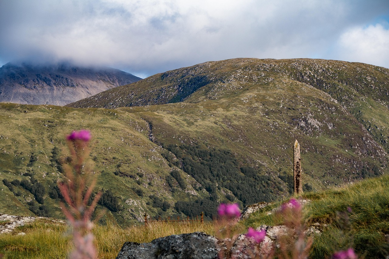 Rolling green hills with pink wildflowers in the foreground and cloud‑covered mountains behind.