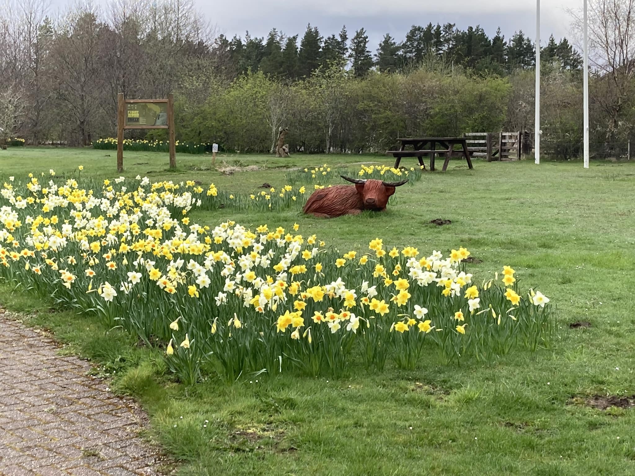 Garden area with a large cluster of yellow and white daffodils in bloom, a carved wooden Highland cow sculpture lying on the grass, picnic benches in the background, and trees forming a natural backdrop.