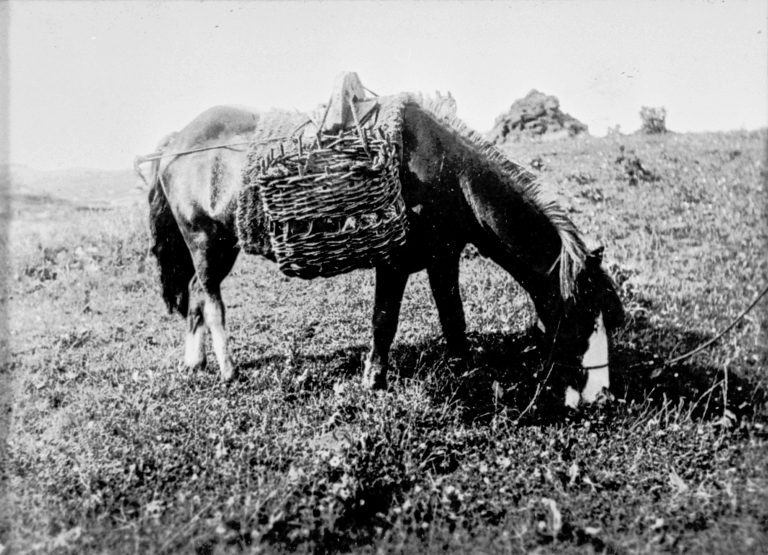 A pony grazing outdoors while carrying a pair of large woven creels on a pack saddle.