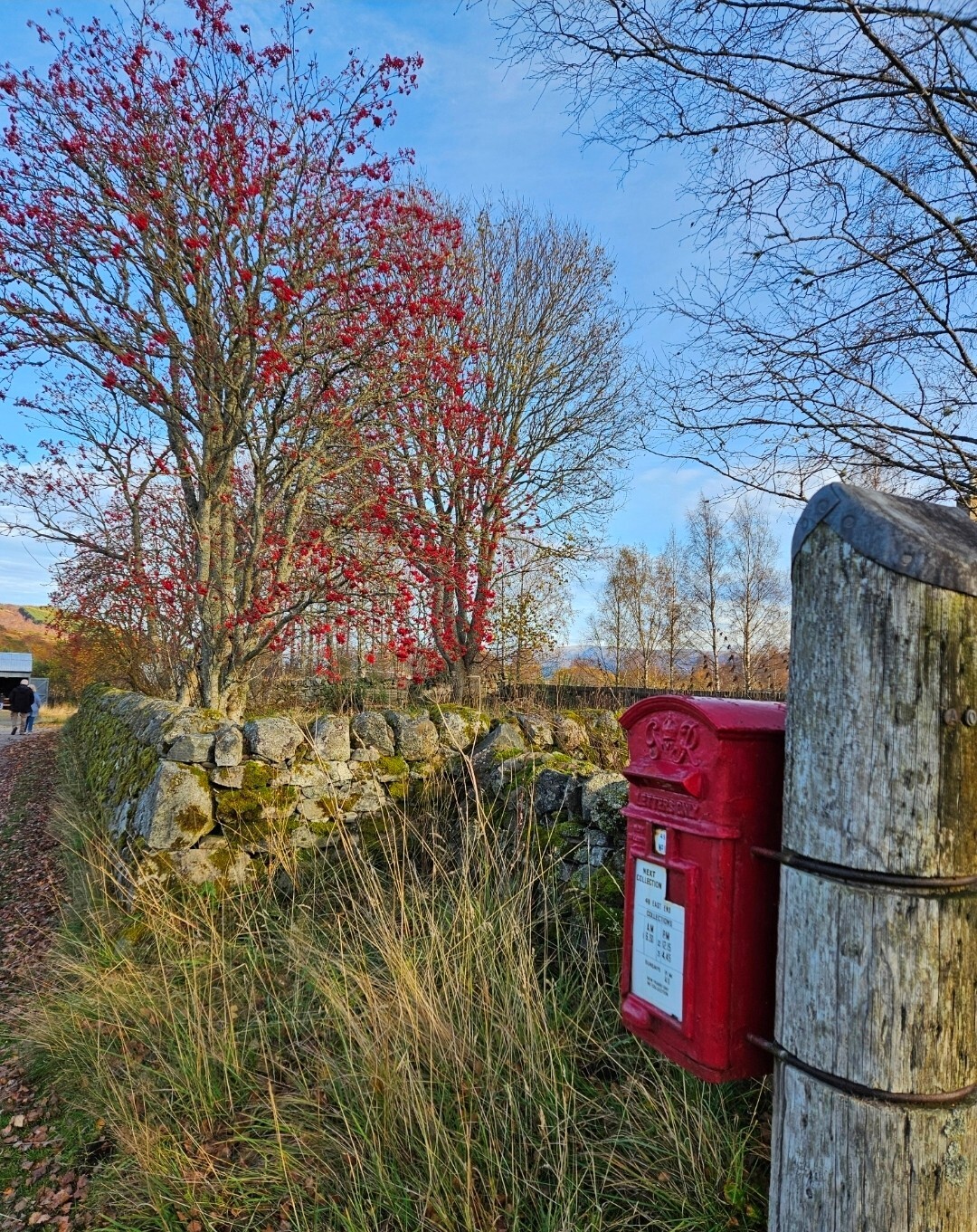 A post mounted red postbox at the Croft with a Rowan tree with berries behind it.