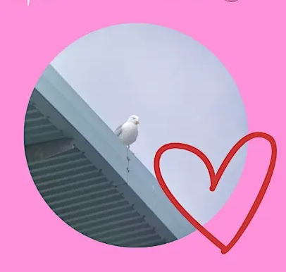 A seagull sitting on a roof with a red love heart drawn on the image