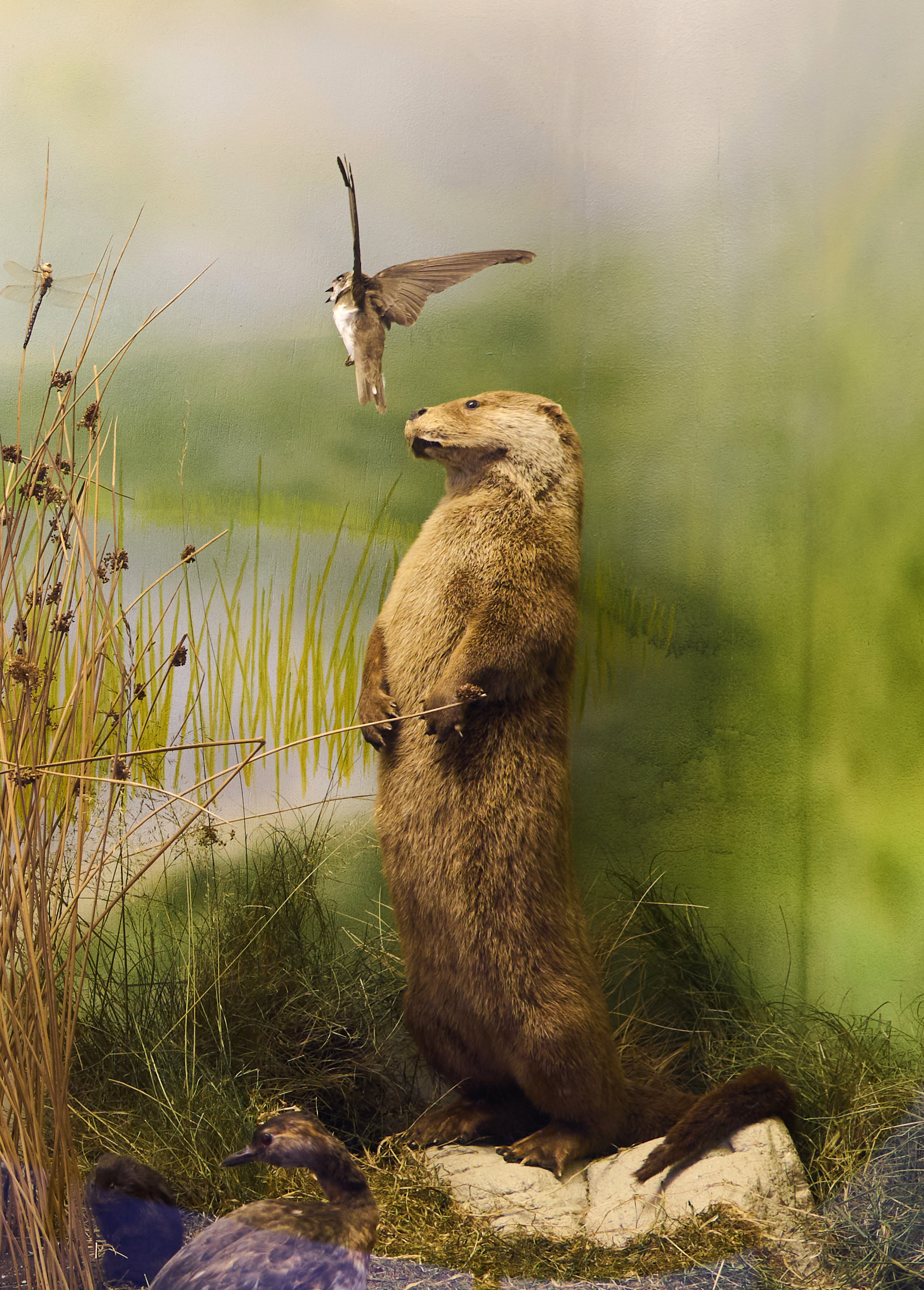 Taxidermy display of an otter standing upright by reeds with a bird in flight above it.