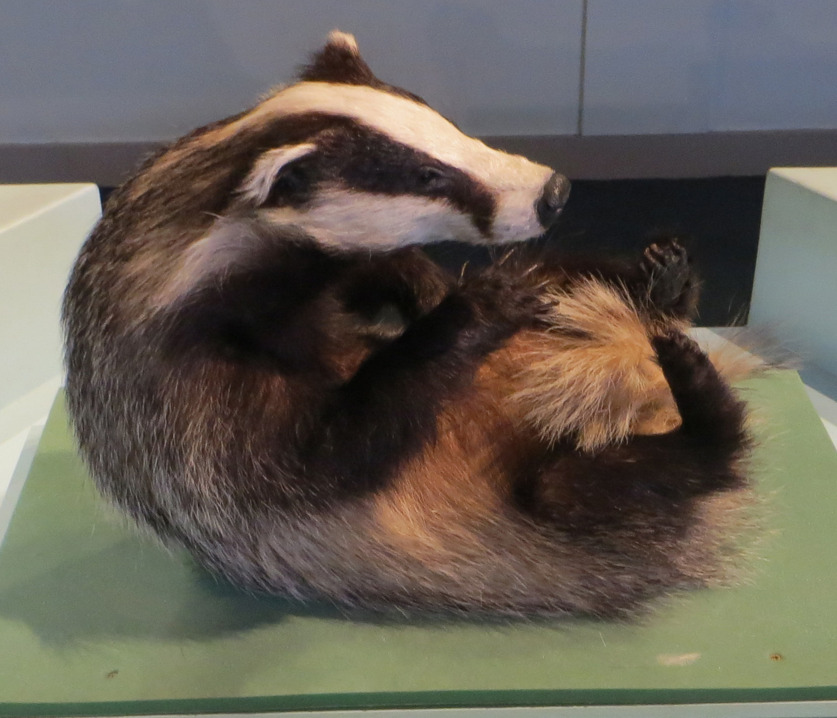 A taxidermy badger curled up on a display platform, with its head turned to the side and its striped face clearly visible.