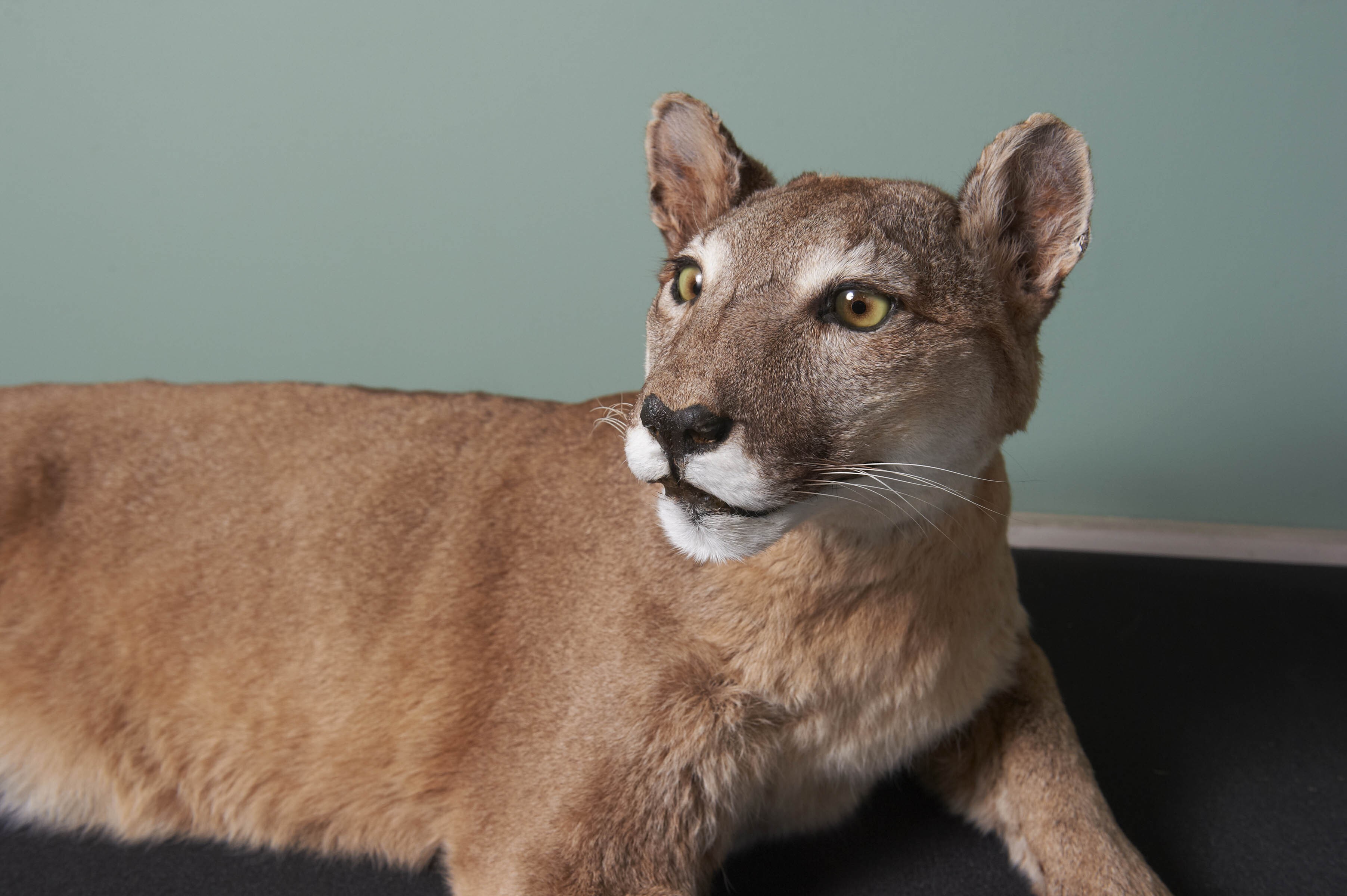 A taxidermy puma, lying down but with head raised, looking away to the left. The puma has brown fur with small white patches around the eyes and muzzle, a black nose and yellow (glass) eyes.