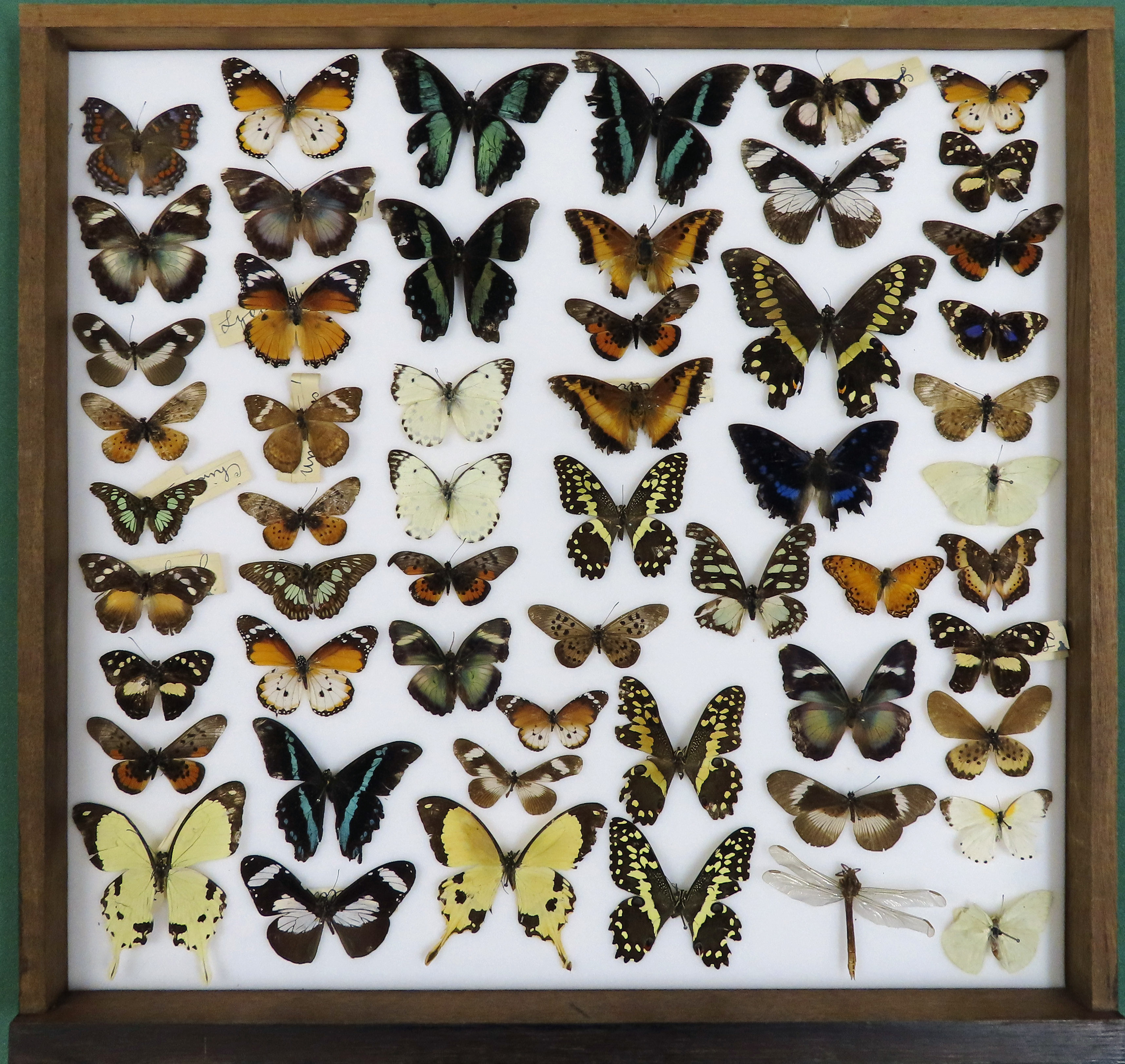 A wooden box with white lining full of neat rows of pinned butterfly specimens. Shown after conservation work.