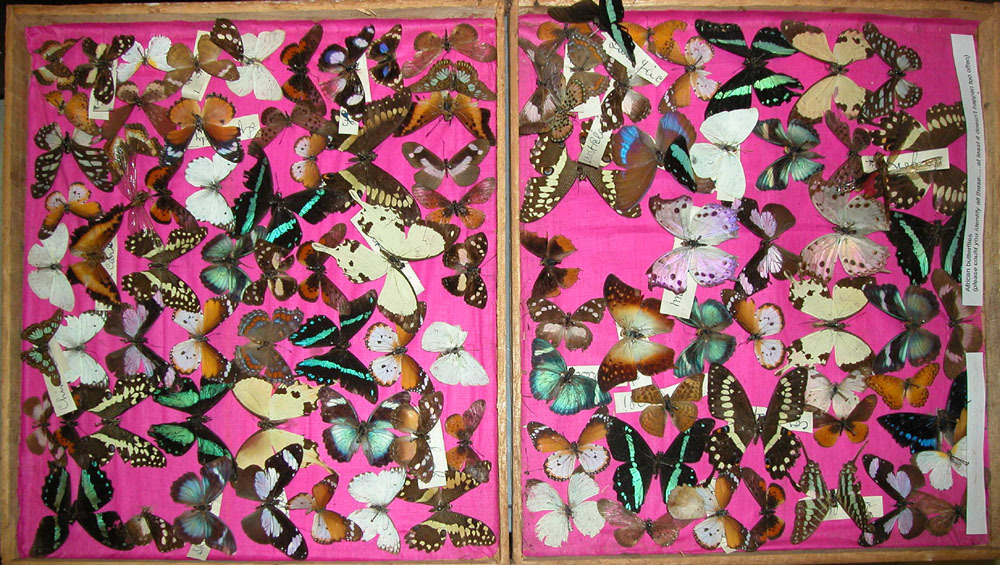 A wooden box lined with pink fabric is full of butterfly specimens, all muddled up. Shown before conservation work.