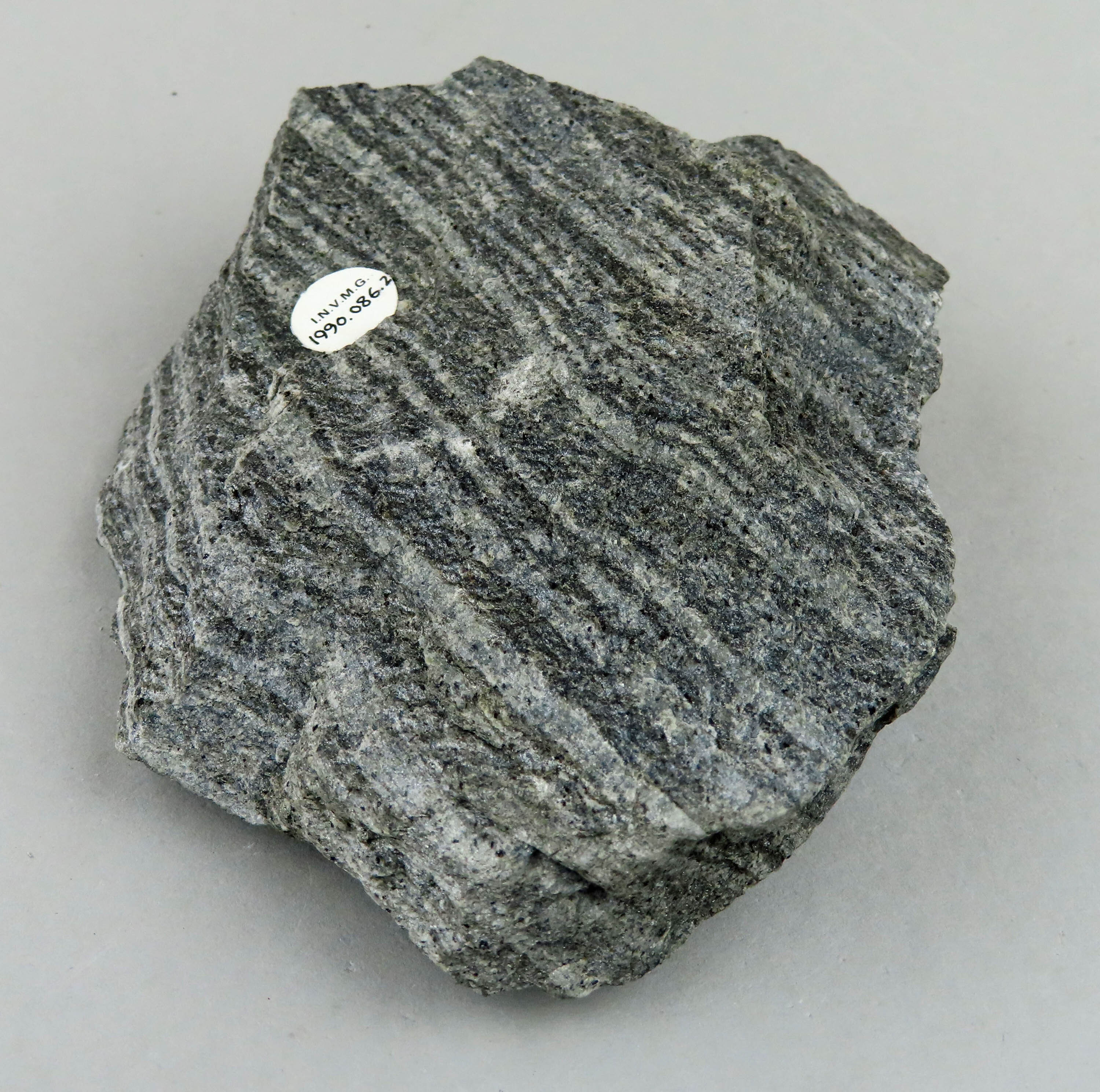 A small lump of rock, irregular in shape, formed from stripes or bands of light and dark grey. There is a round museum label on one side.