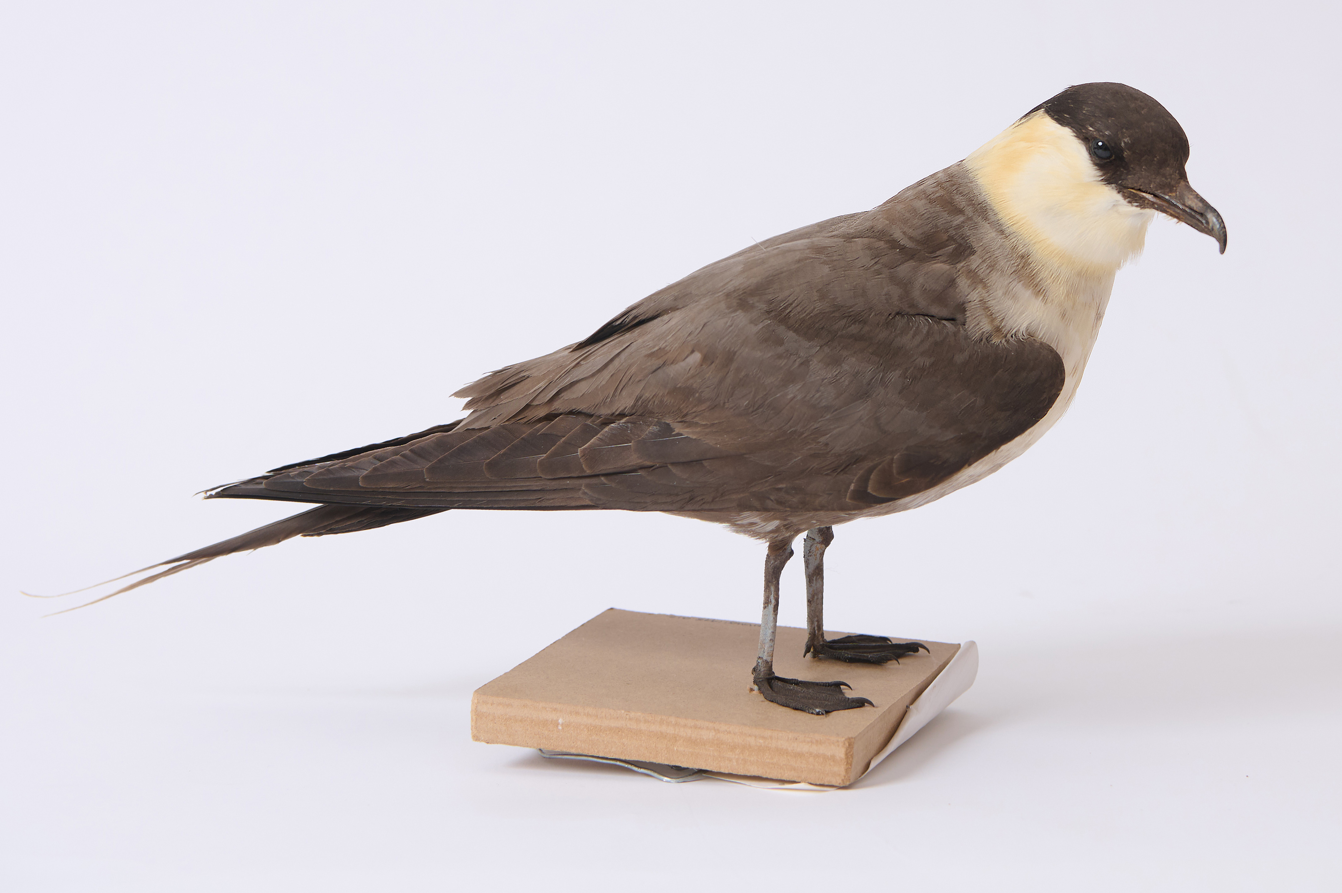 Taxidermy specimen of a bird with a dark brown body, cream neck and black head, standing with its wings folded against a long tail.  The background is plain white.