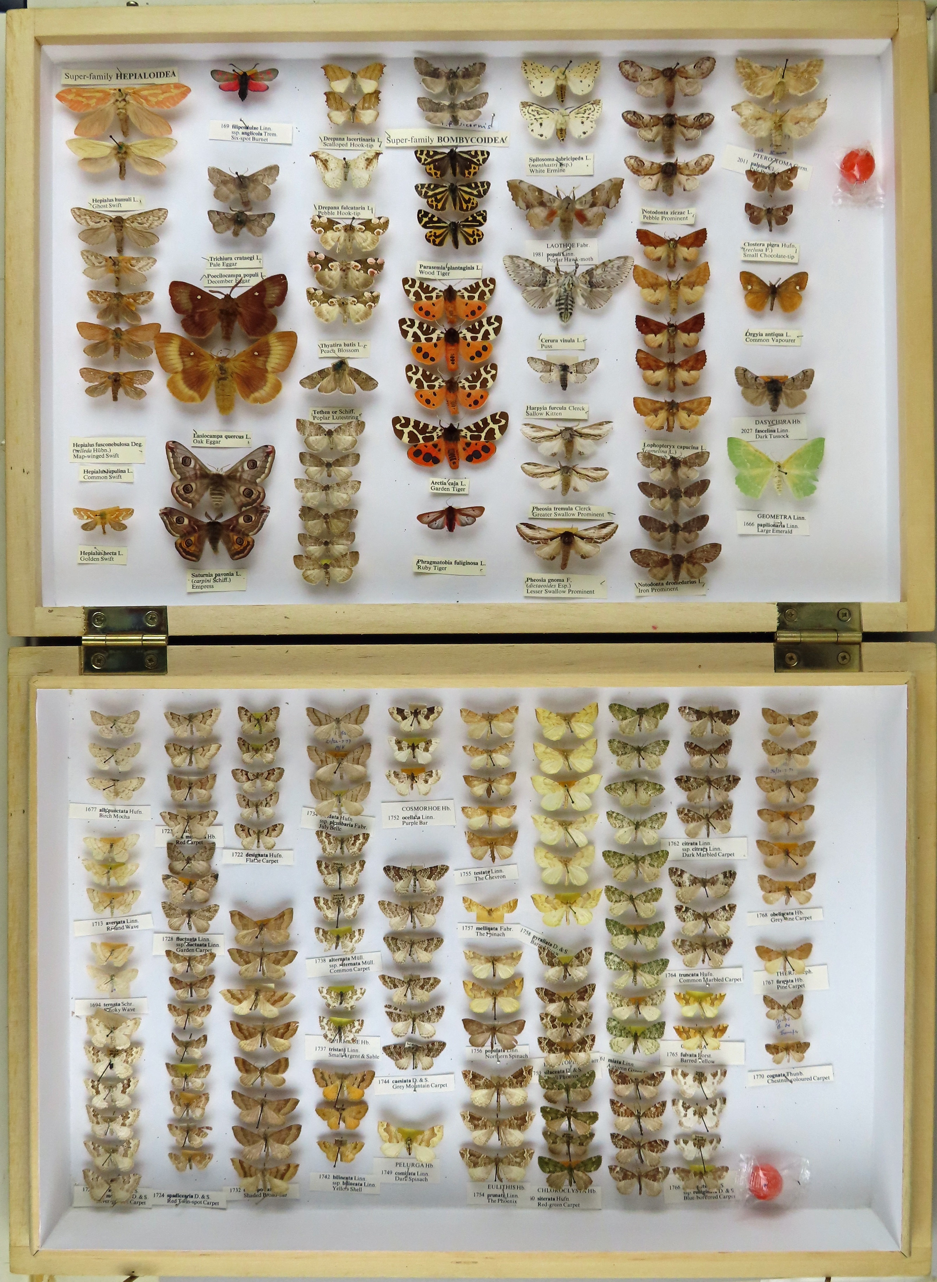 A wooden box with white lining containing vertical rows of pinned moth specimens.