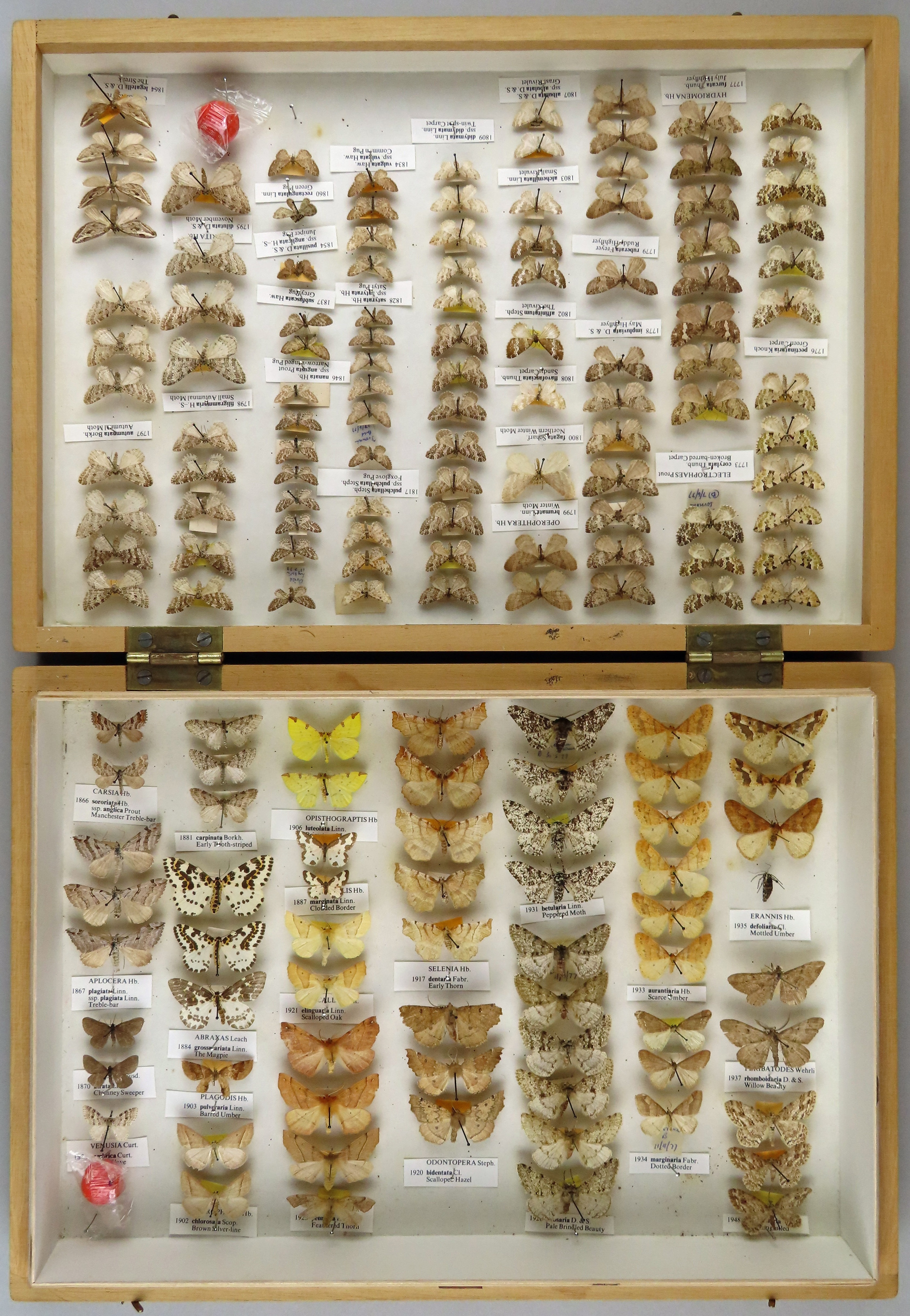 A wooden box with white lining containing vertical rows of pinned moth specimens.
