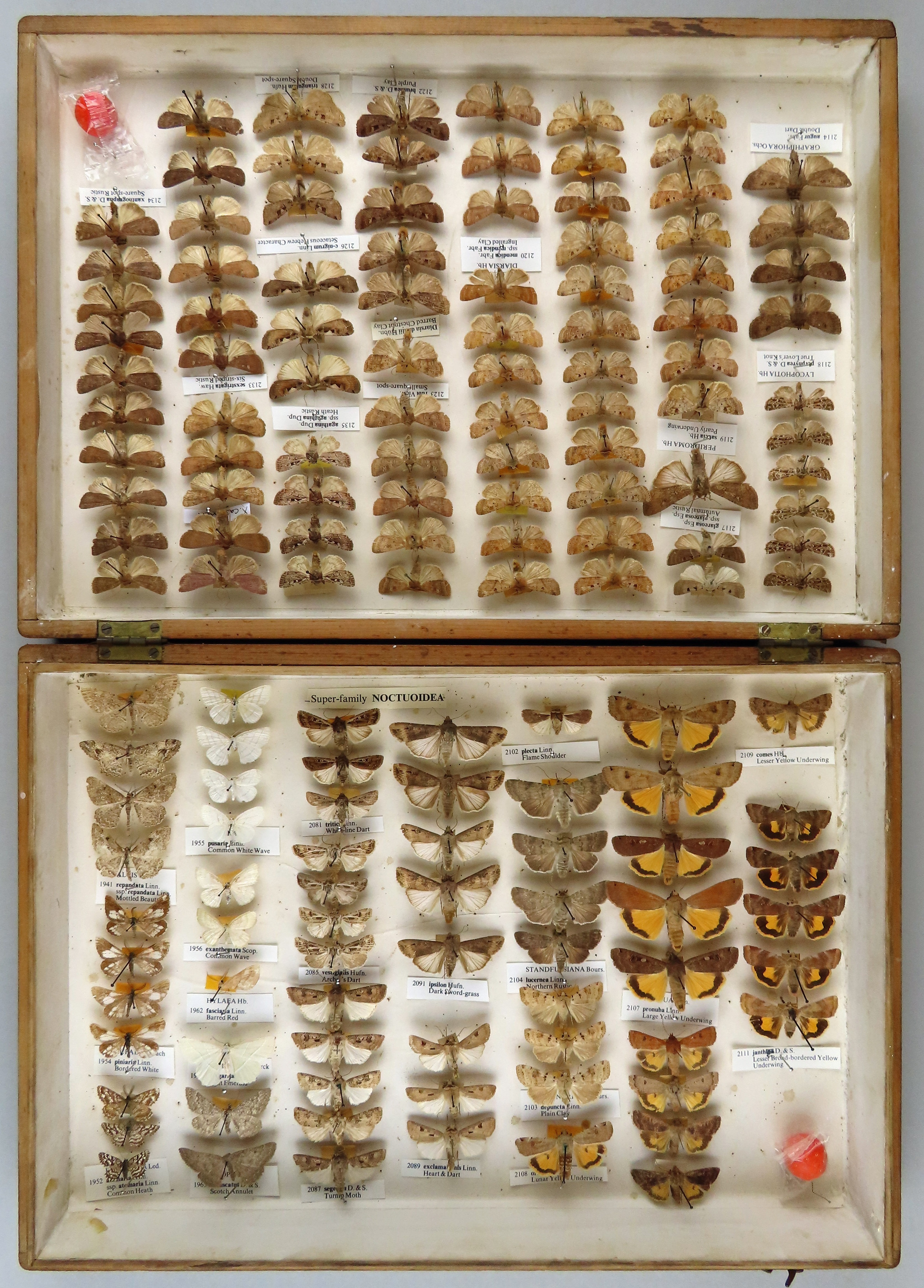 A wooden box with white lining containing vertical rows of pinned moth specimens.