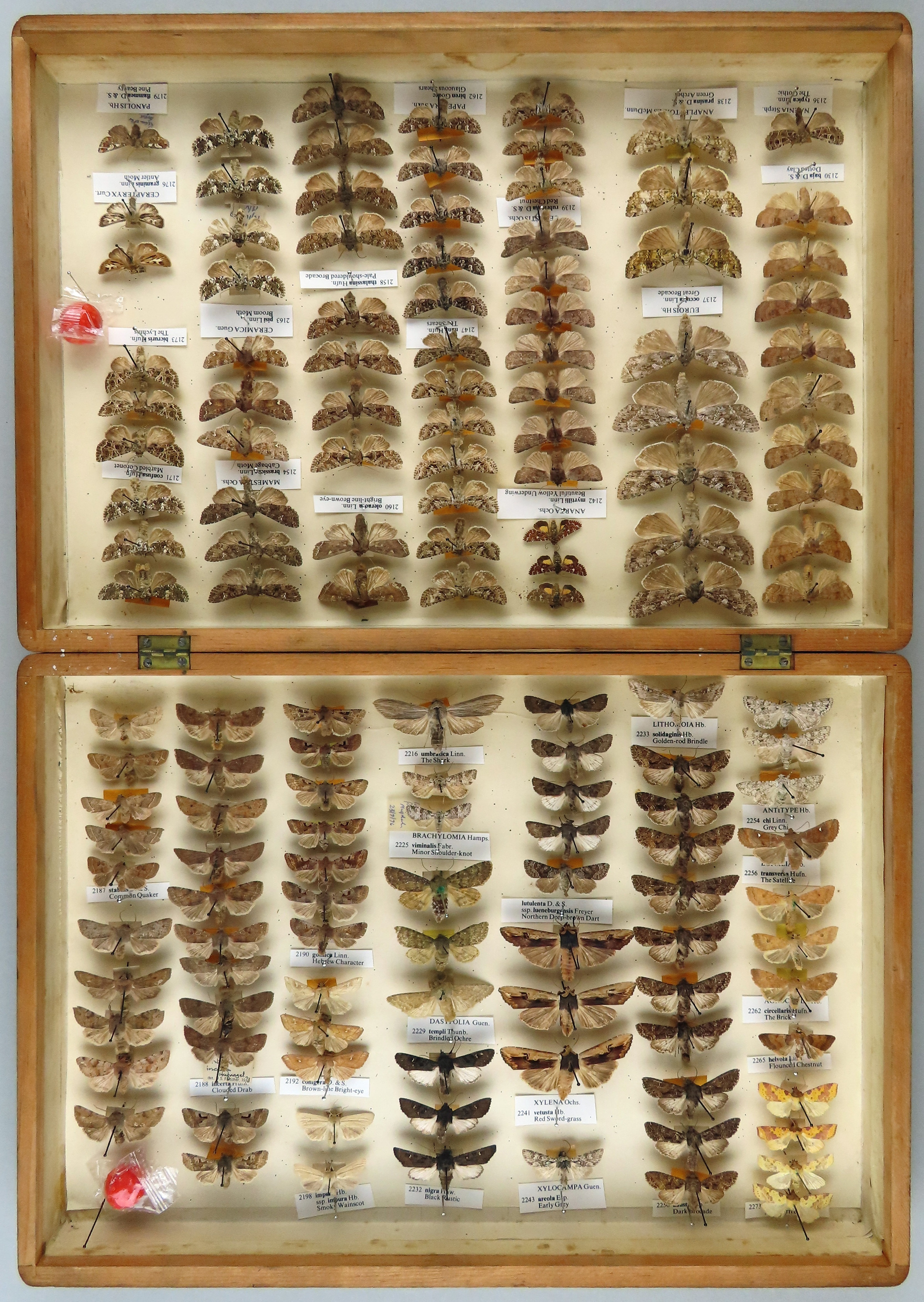 A wooden box with white lining containing vertical rows of pinned moth specimens.