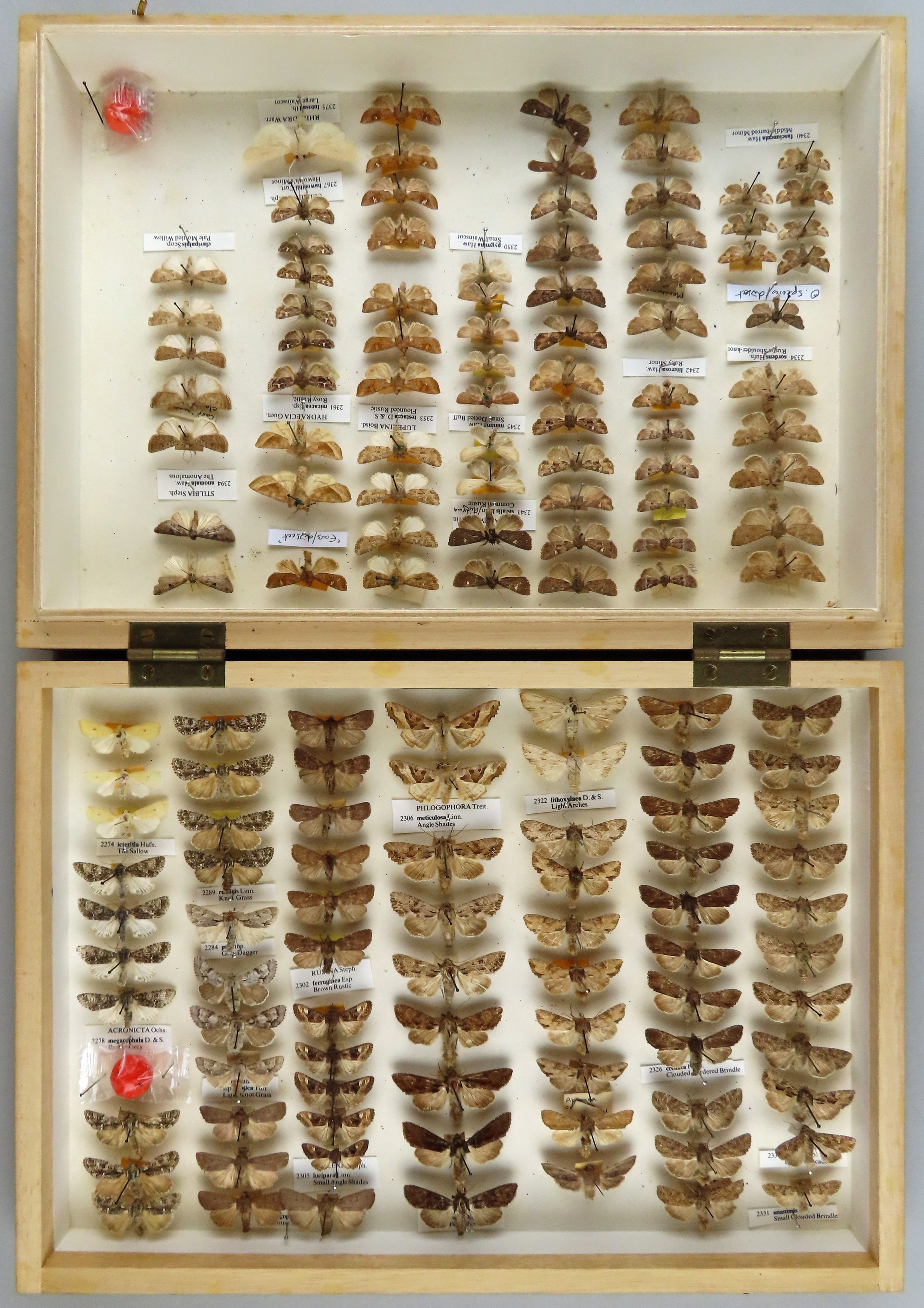 A wooden box with white lining containing vertical rows of pinned moth specimens.