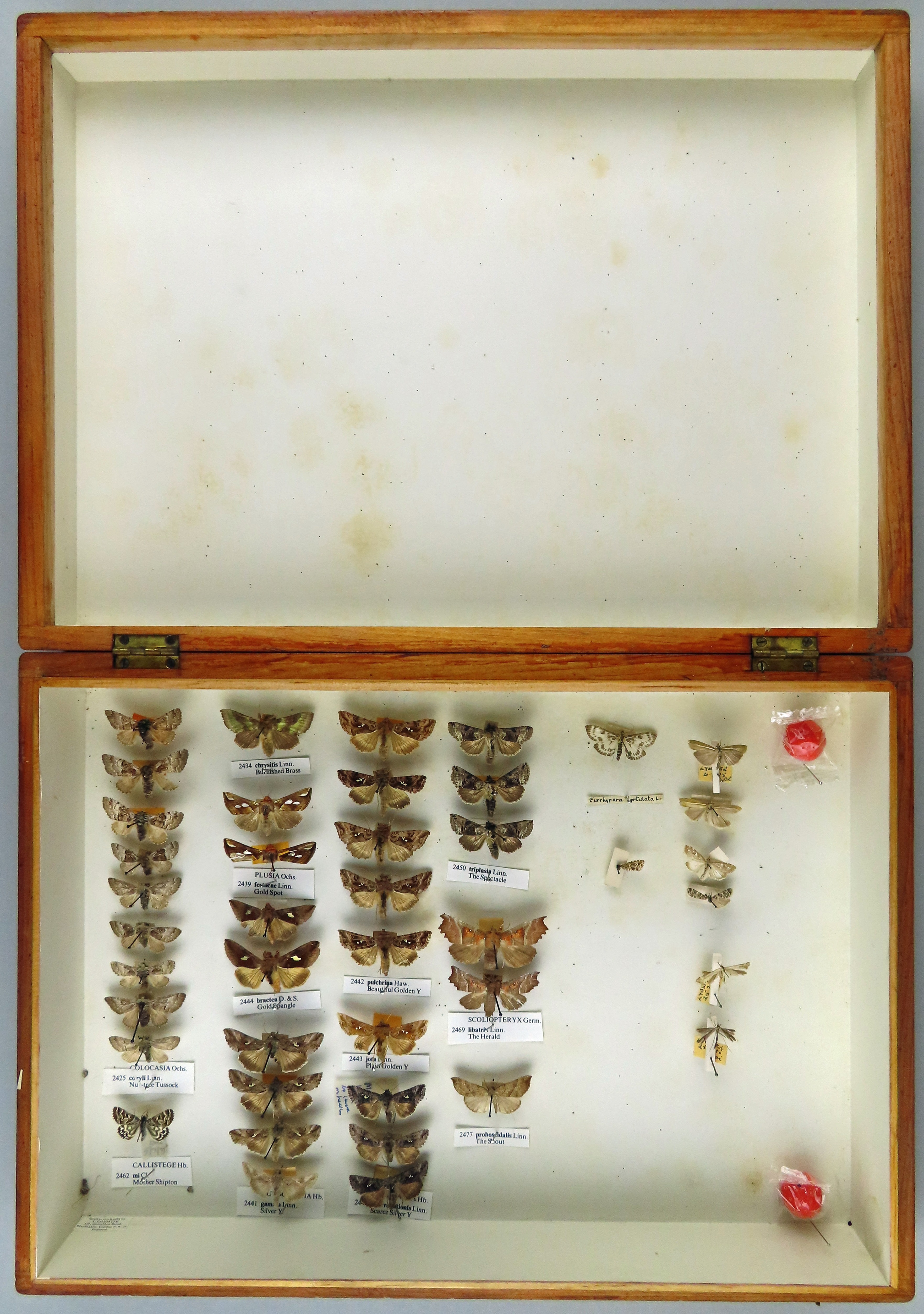 A wooden box with white lining containing a few vertical rows of pinned moth specimens in one half, while the other half is empty.