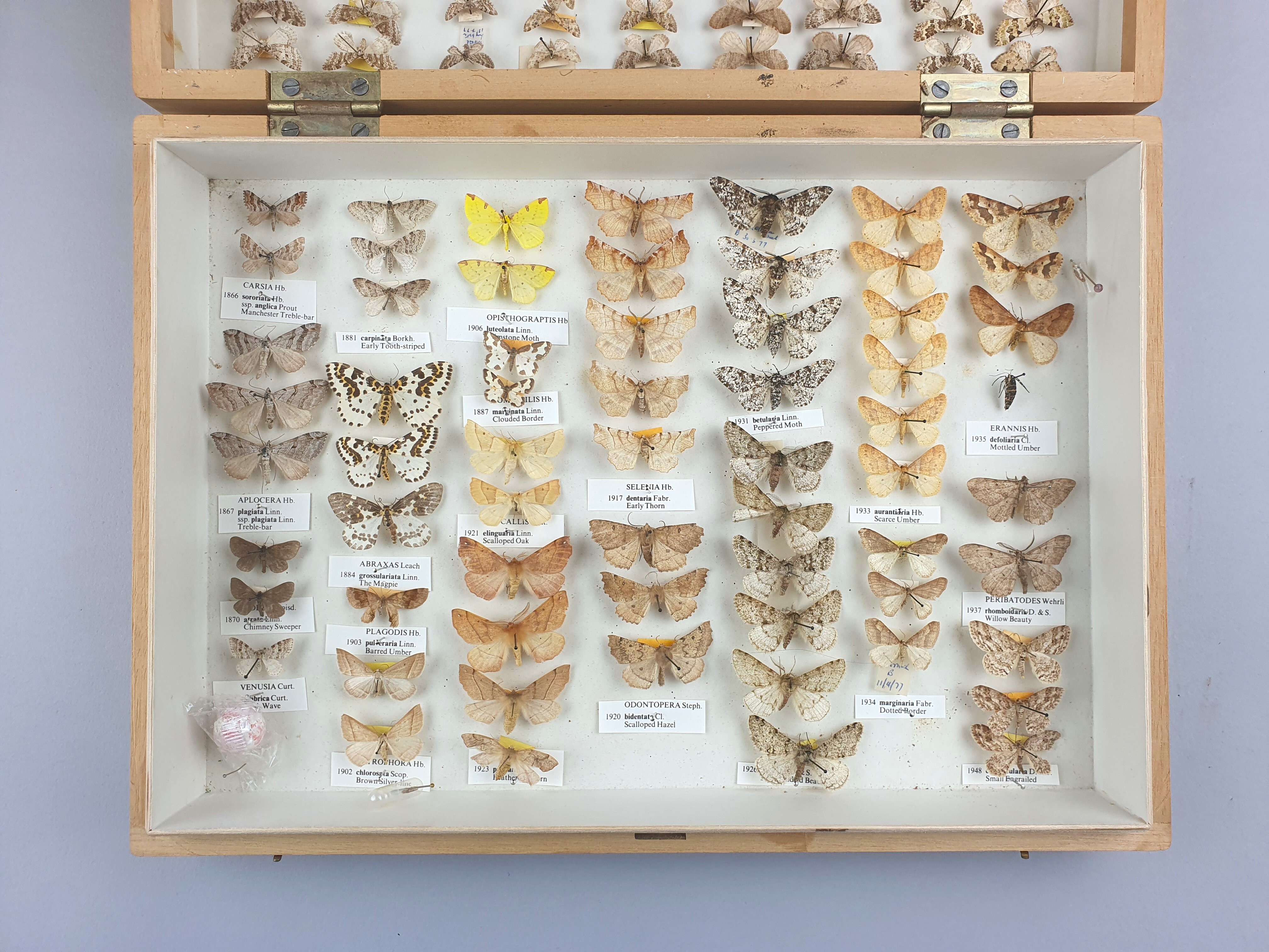 A wooden box with a white lining, with moth specimens pinned in vertical rows.  Most are shades of speckled brown or orange, but two are bright yellow in colour.