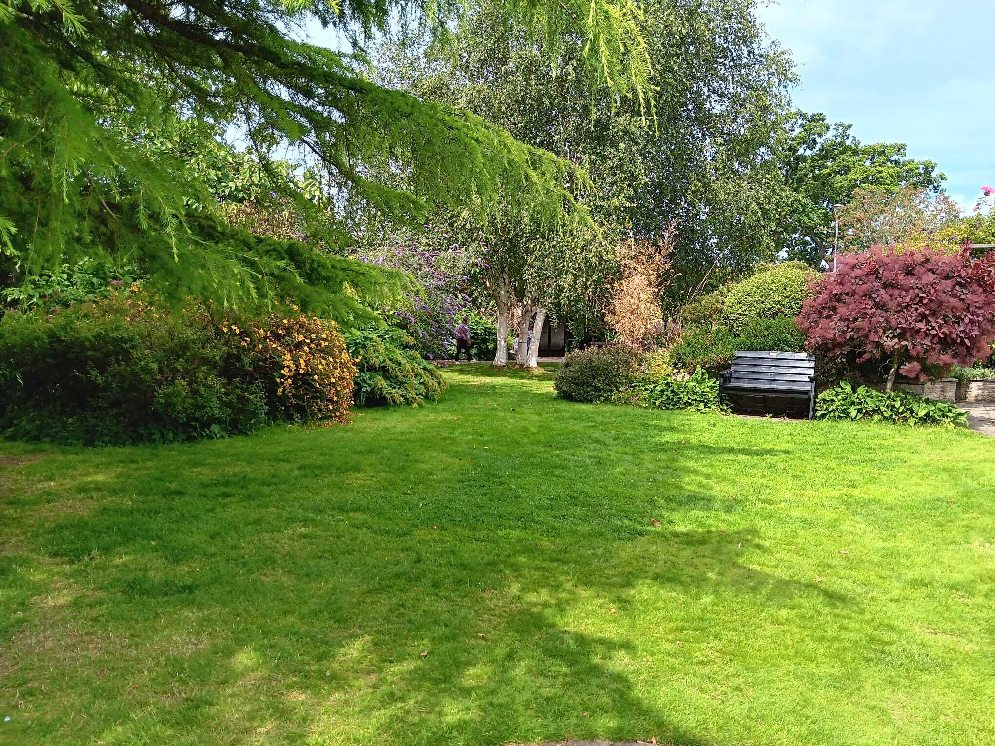 A luscious green space with various planting surrounding a lawn area.