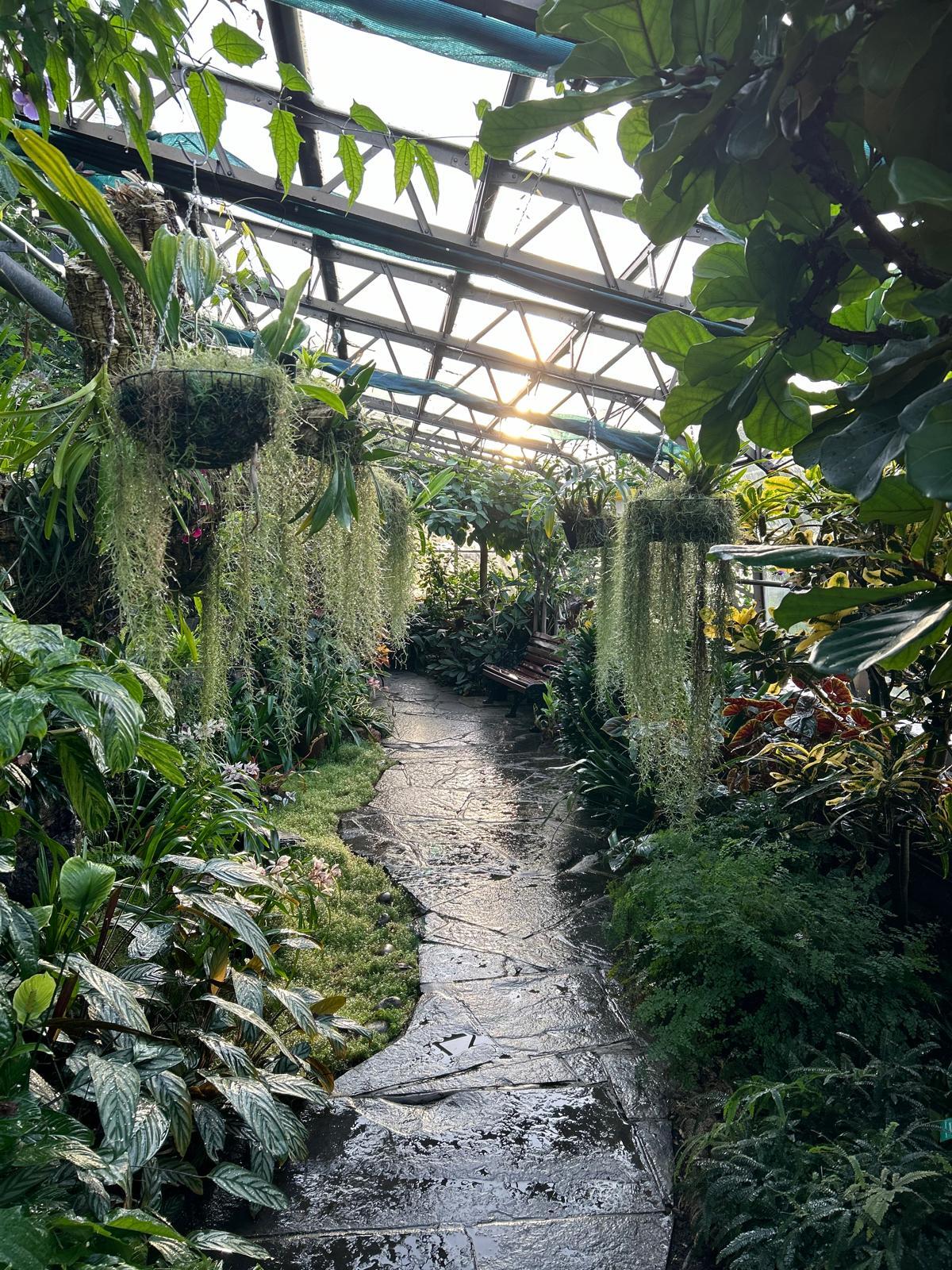 A winding path through green planting at lower and higher levels, the sun glistening through the glass roof.