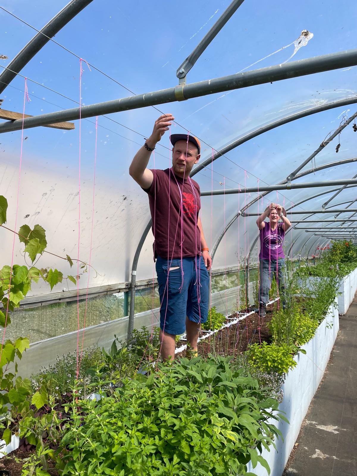 A horticultural trainer inside a polytunnel inspecting the climbing frame above a large rasied bed with vegetables planted.