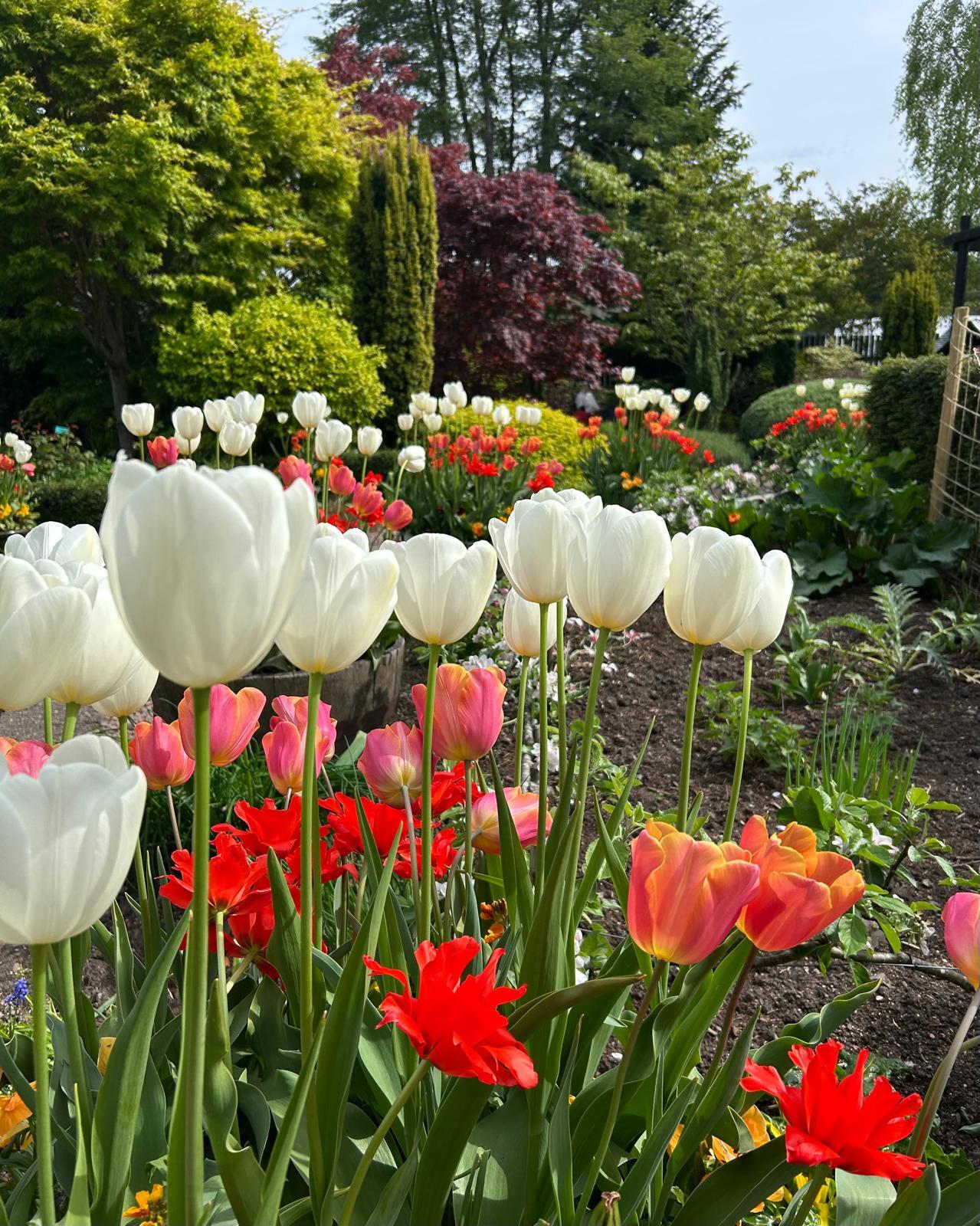 A view of a gardens with vibrant tulips in the foreground.