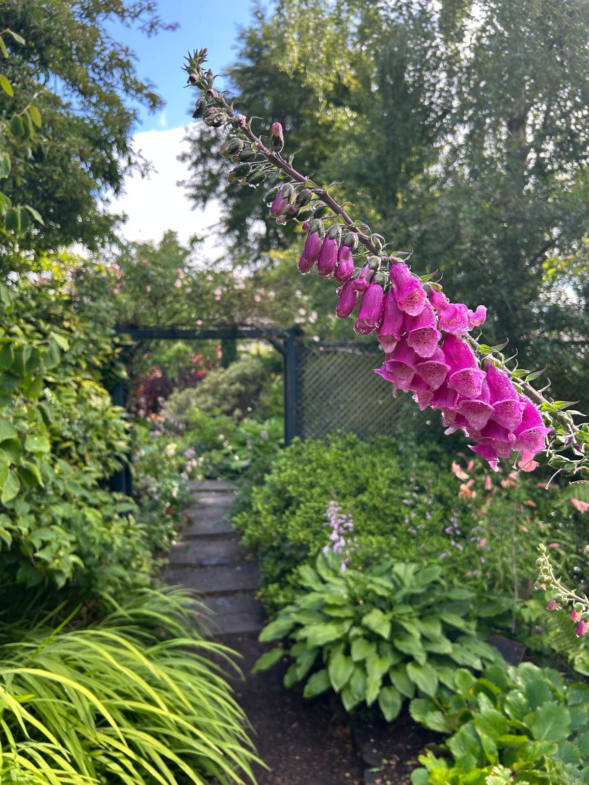 A bright, pink foxglove with a black pergola in the background, and planting either side pof a stone path.