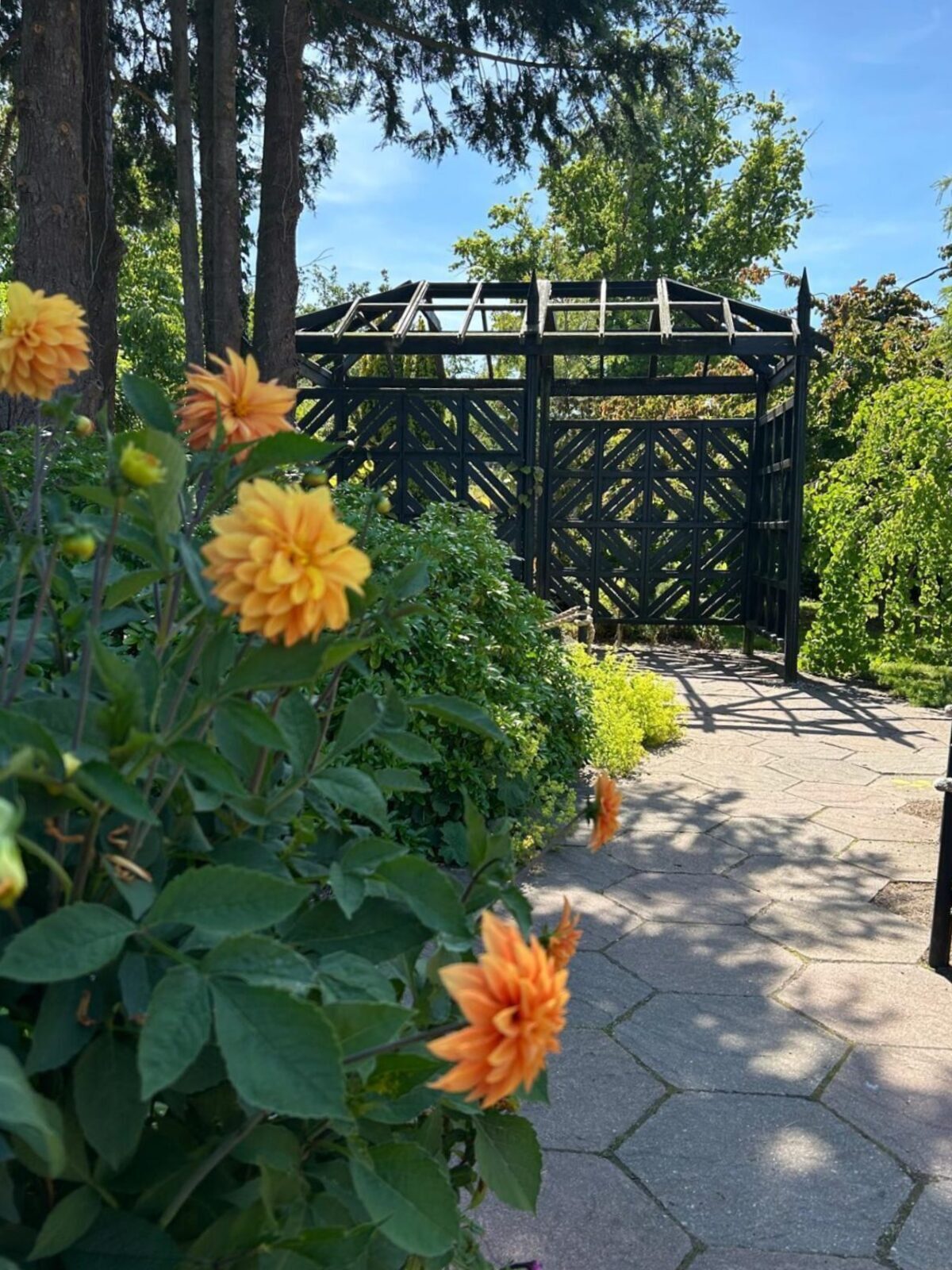 Bright, orange and yellow dahlias in the foreground, with a black patterned pergola peering round the side as the sun beams down.