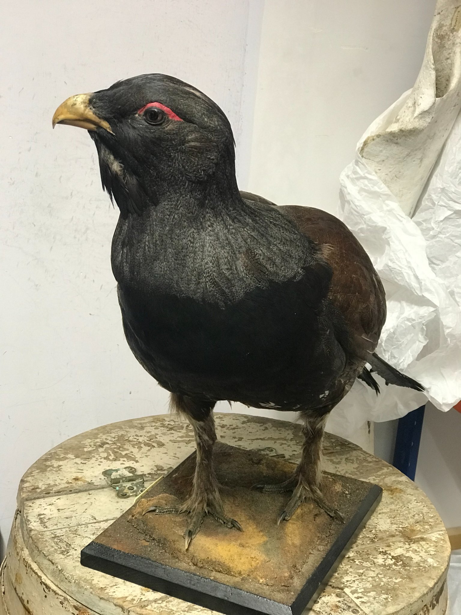 A mounted capercaillie bird with dark feathers and red markings, displayed on a wooden base.