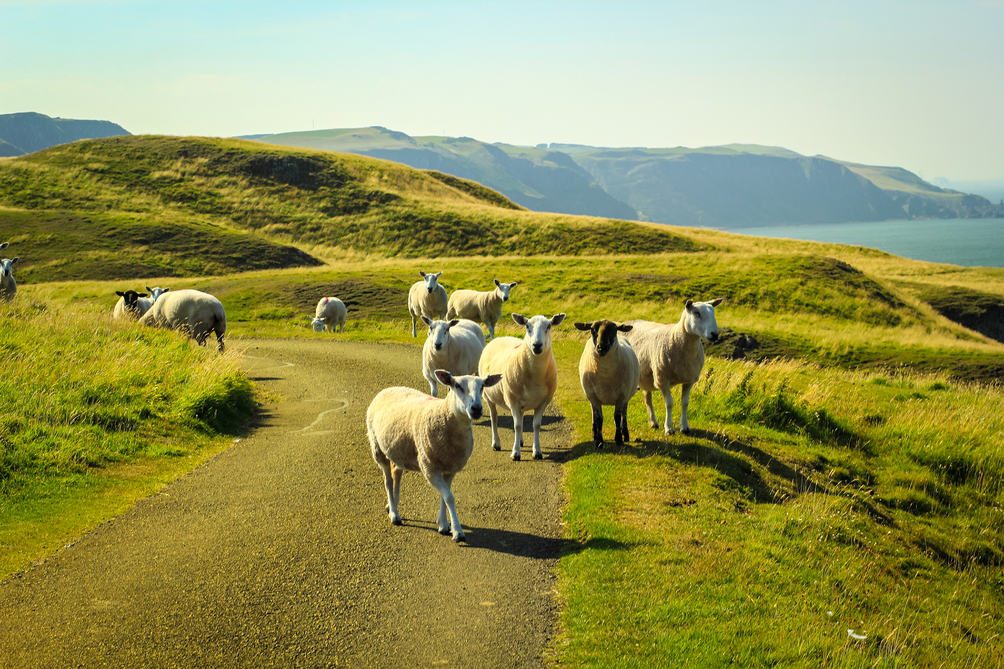 A group of sheep standing on a path in rolling green hills near the coast.