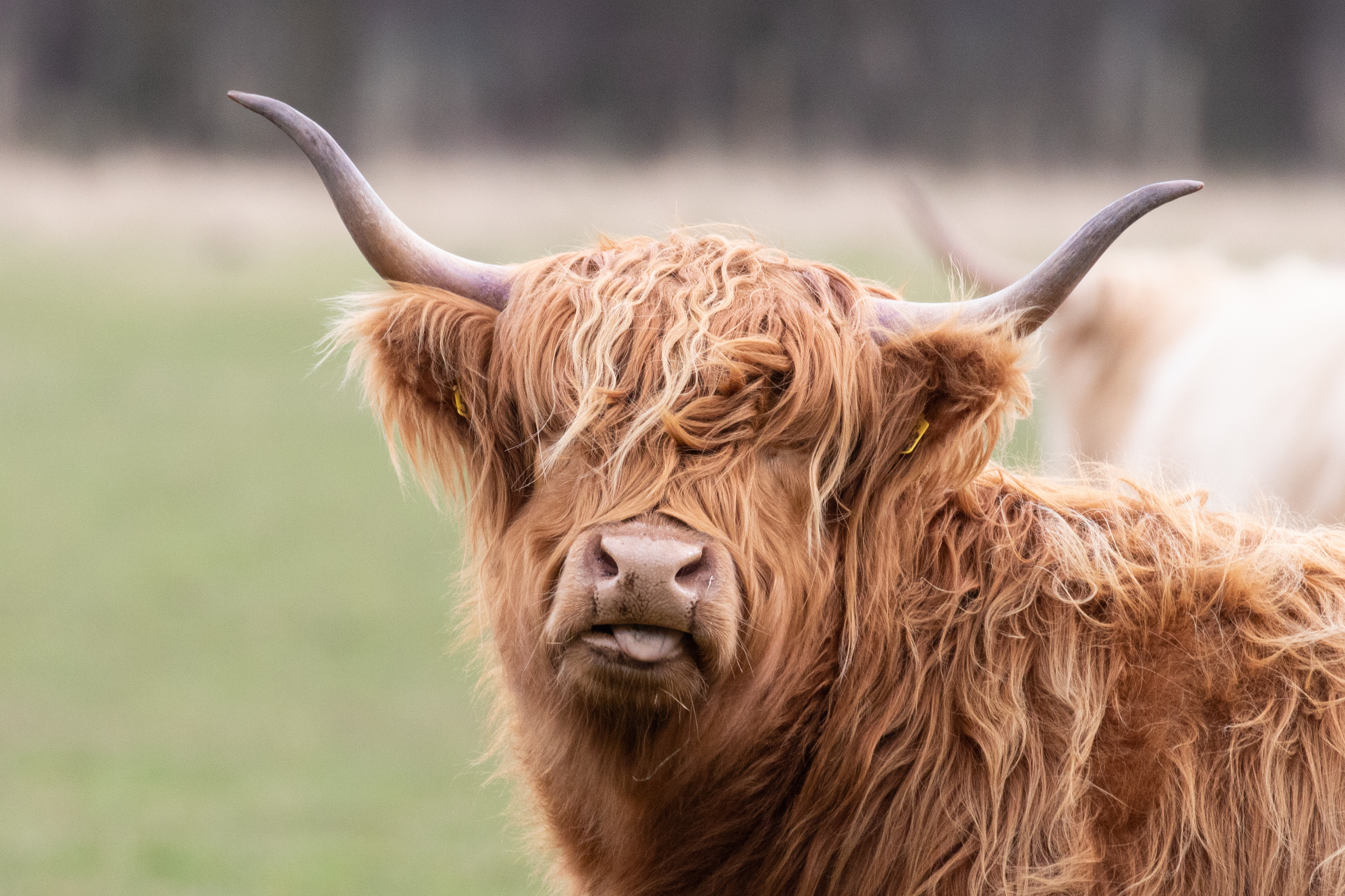 A Highland cow with long shaggy hair and curved horns looking toward the camera.