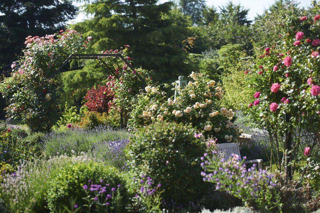 Garden with blooming flowers, metal archway with climbing roses, and a white chair among greenery.