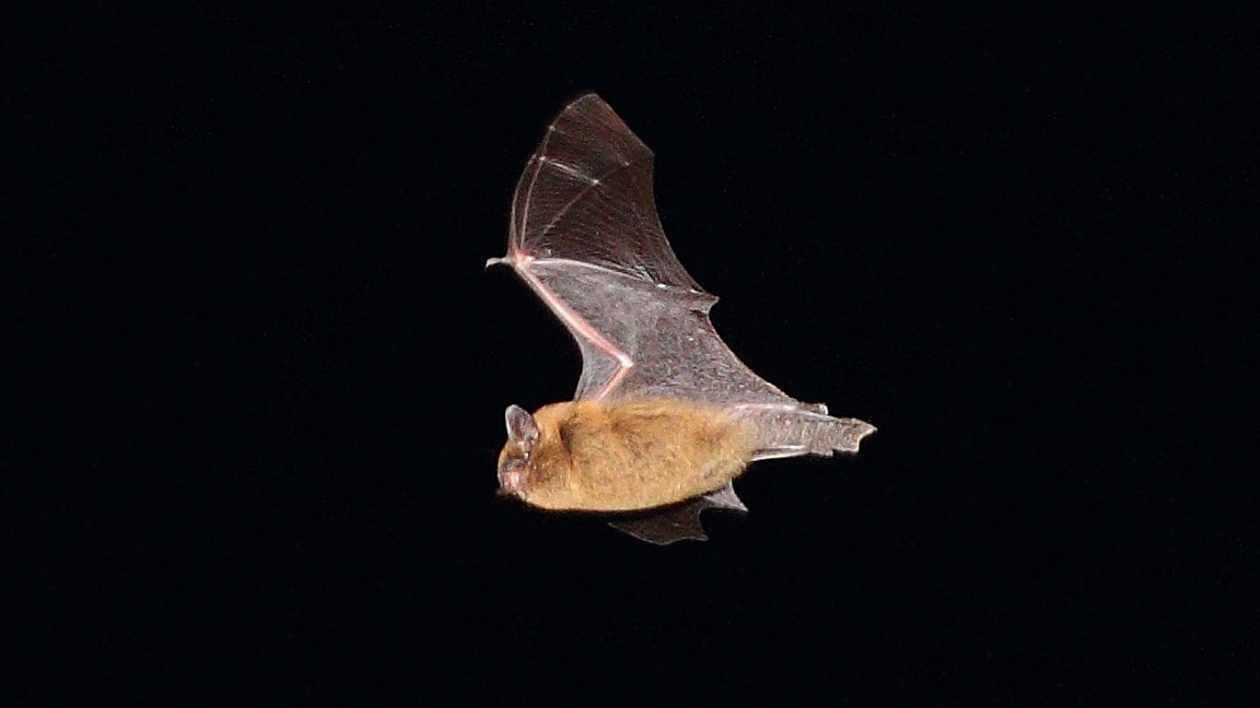 Common pipistrelle bat in flight