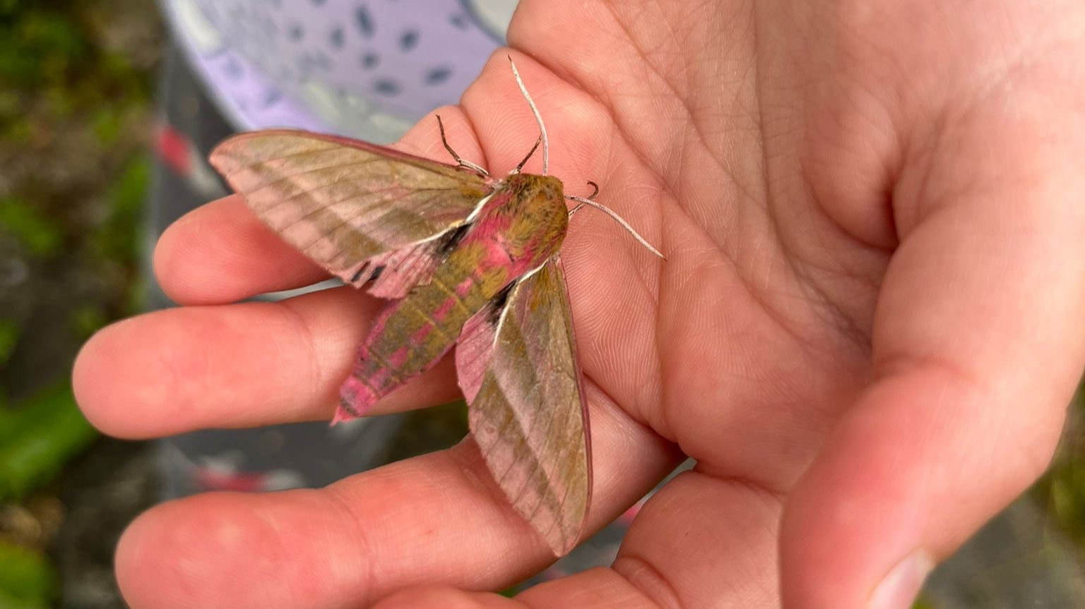 Elephant Hawk Moth resting on open hand