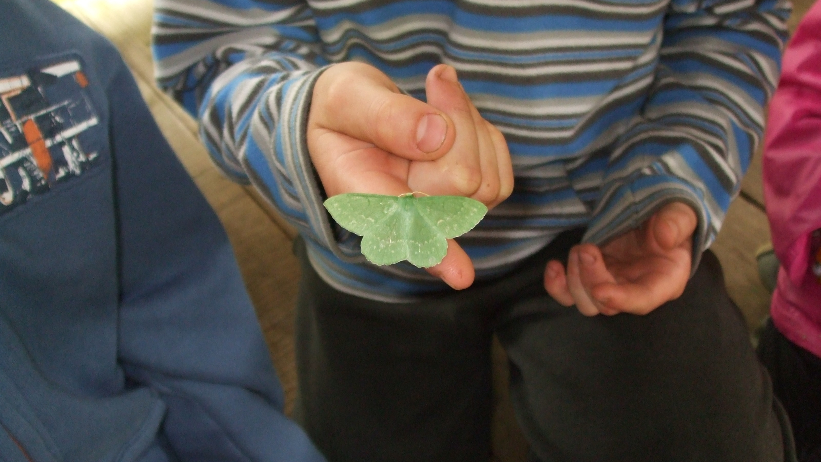 A child holds a Large Emerald moth with open wings resting gently on their fingers