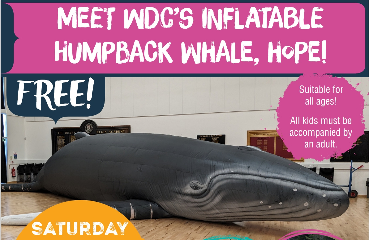 Large inflatable humpback whale displayed indoors on a wooden floor, with colorful text banners promoting a free event to meet the whale named Hope. The text mentions that the event is suitable for all ages and that children must be accompanied by an adult.