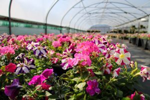 A close up shot of pink petunias and impatiens growing in a polytunnel.