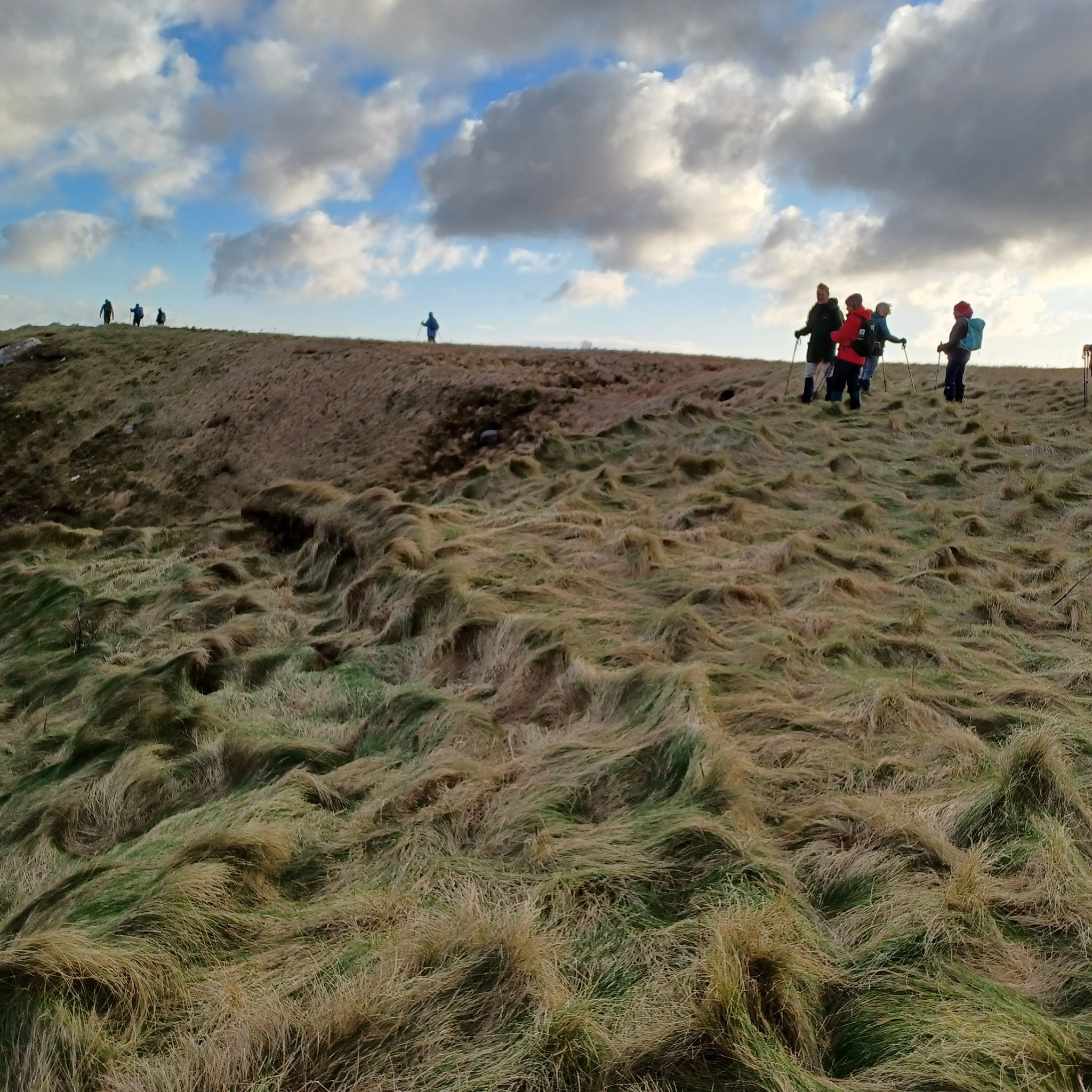 People walking through tussoky grass with blue sky and clouds above