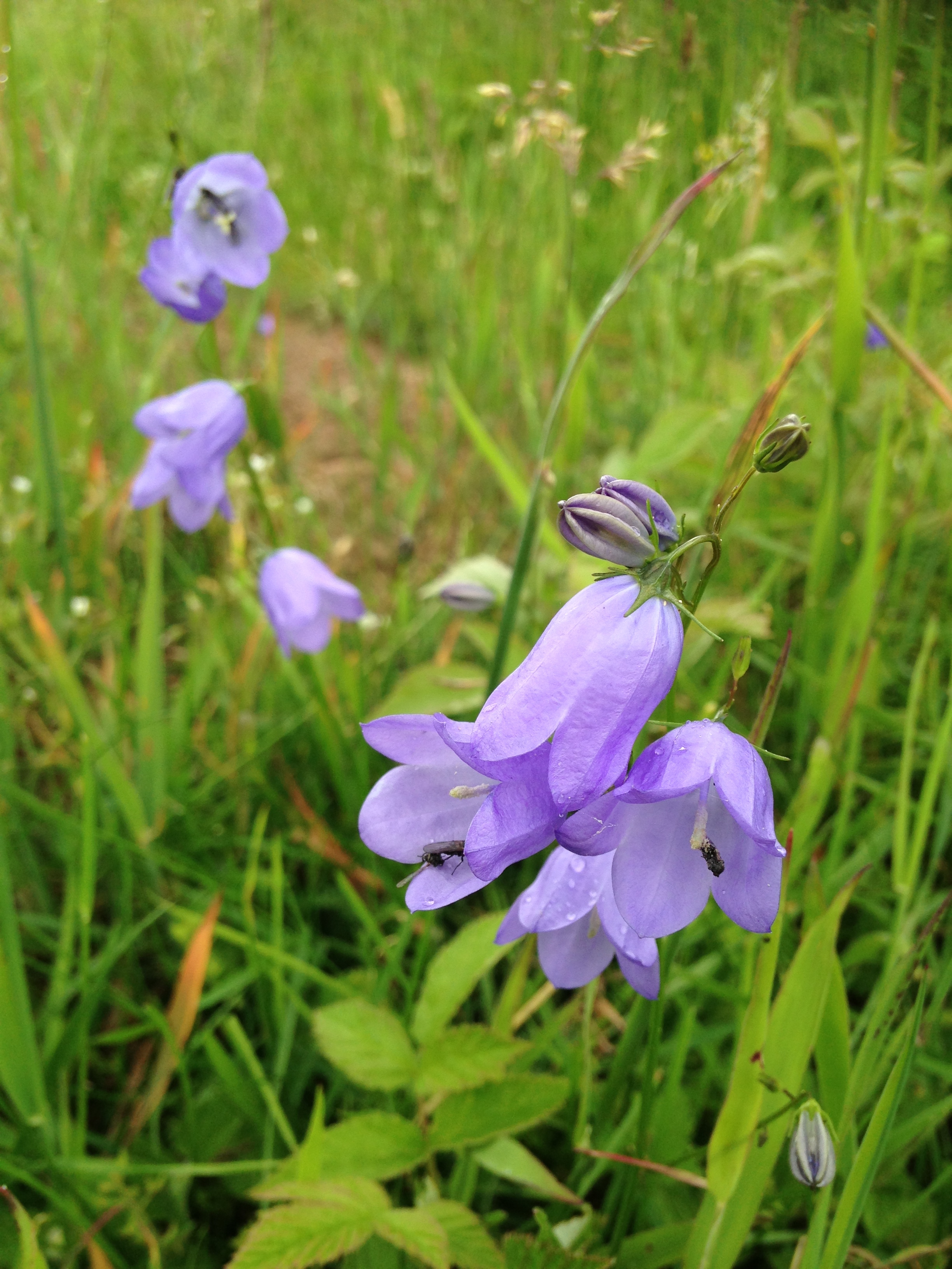 A close up of a purple hare bell flower