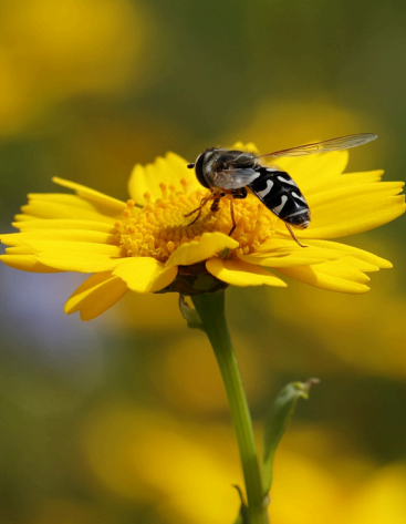 Close-up of a hoverfly perched on the bright yellow petals of a daisy-like flower, feeding on the central disc.