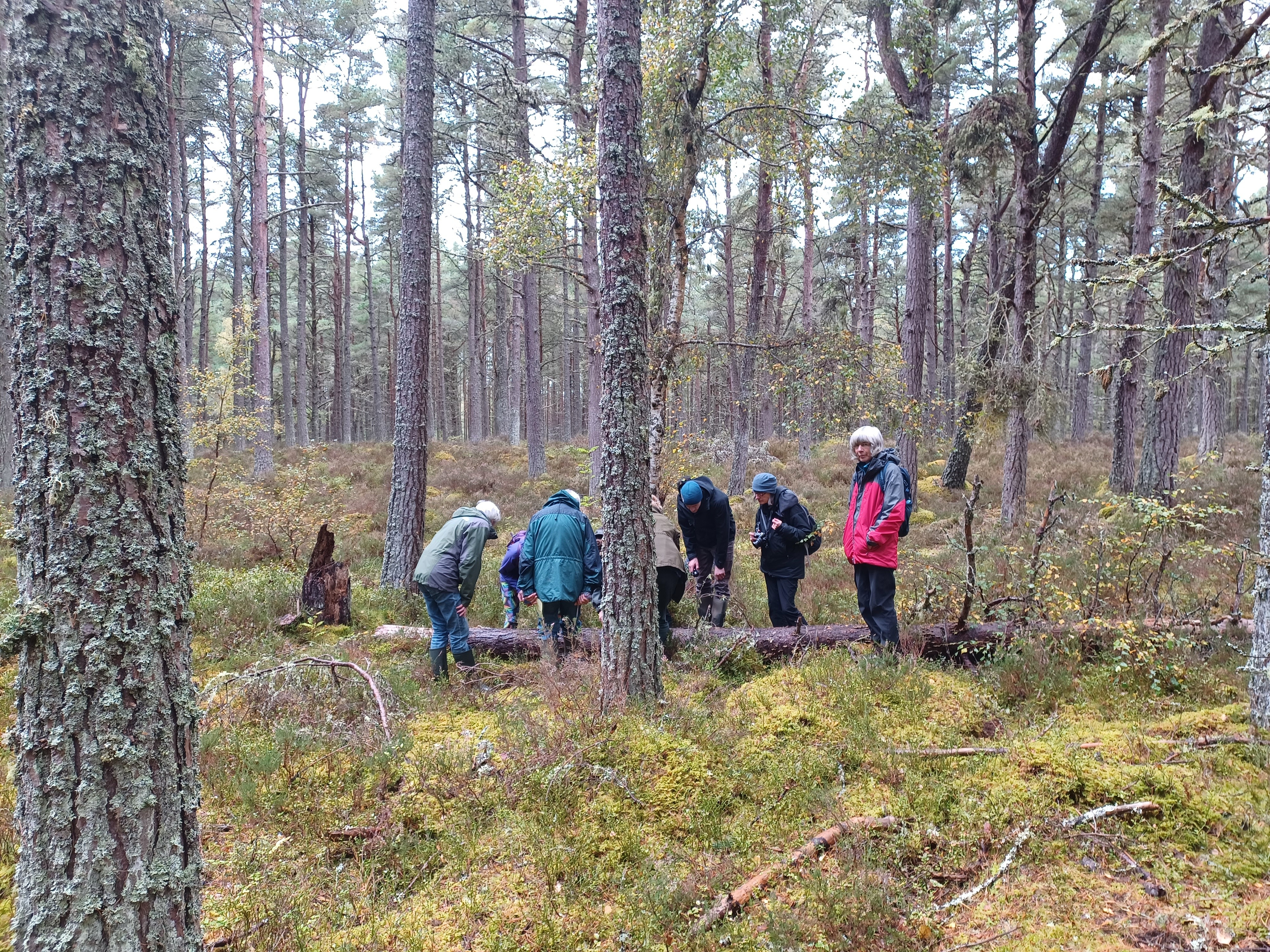 People walking through a pine woodland with a mossy floor