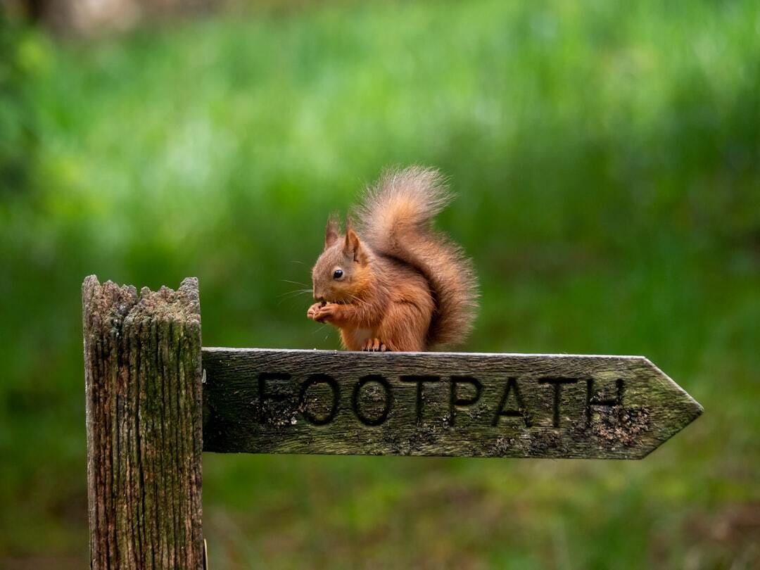 Red squirrel perched on a wooden footpath sign, nibbling food, with a blurred green forest background.